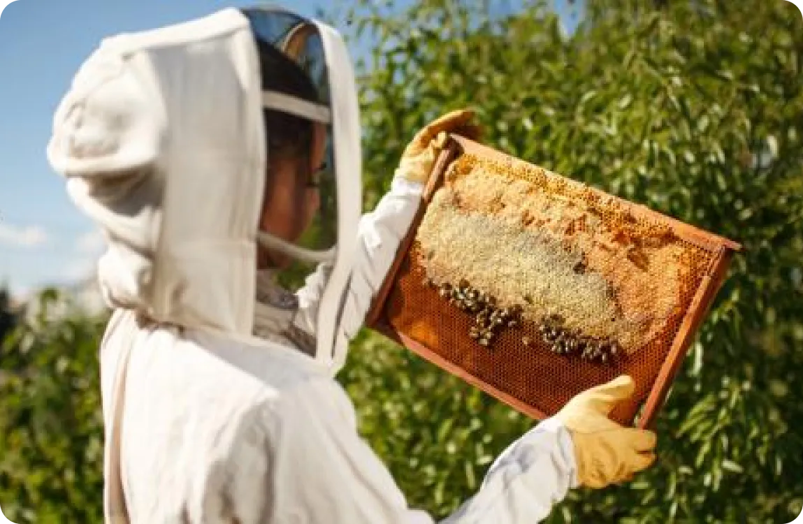 مقدمة تربية النحل وإنتاج العسل