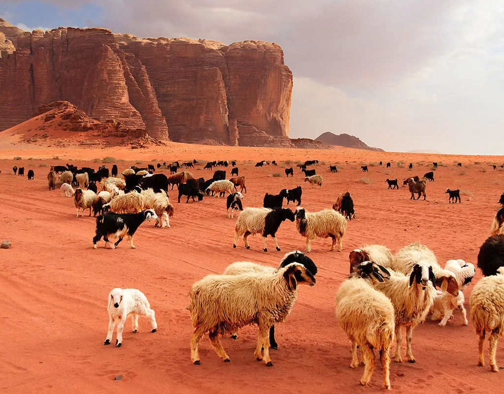 برامج تدريبية لقطاع الماشية