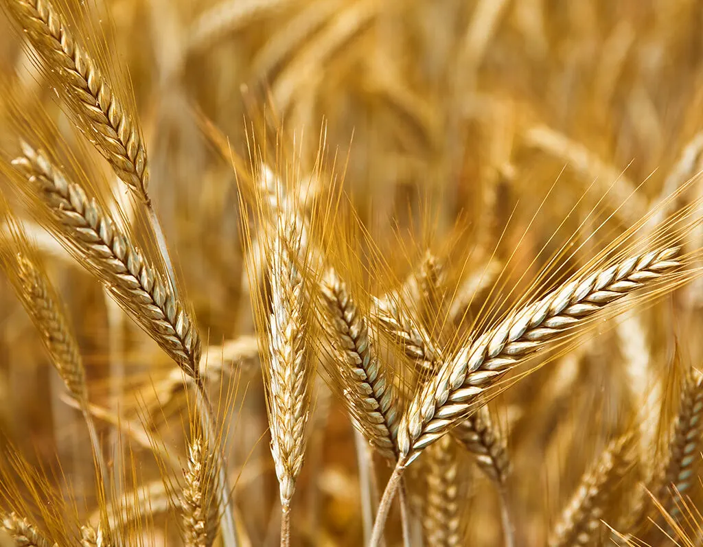 برامج تدريبية لقطاع المحاصيل البعلية