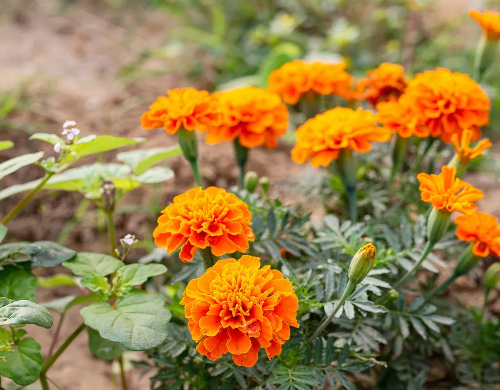 برامج تدريبية لقطاع الورد