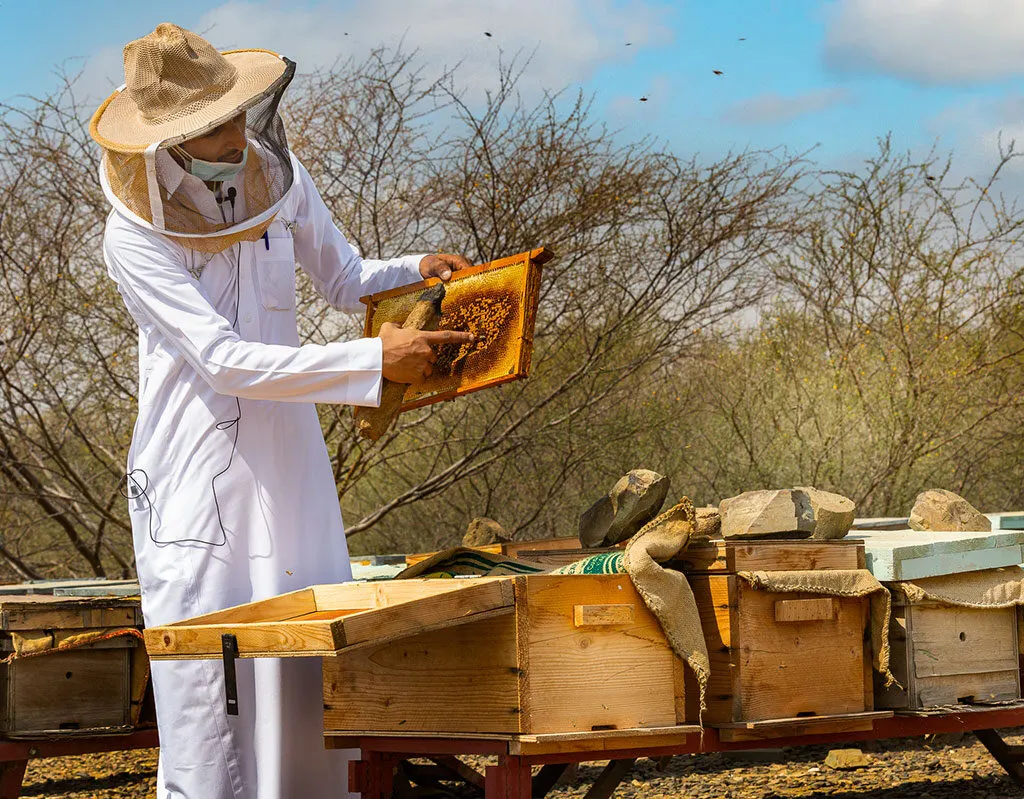 برامج تدريبية لقطاع العسل